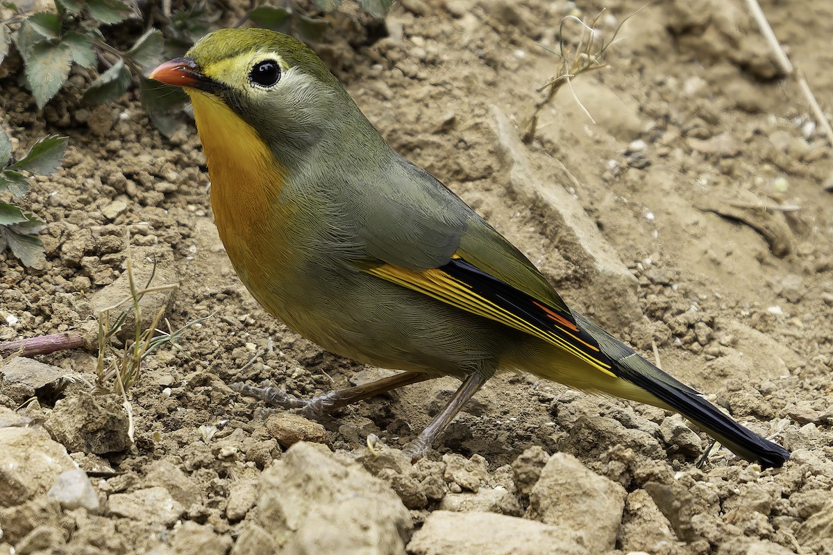 Red-billed Leiothrix - ML620279378