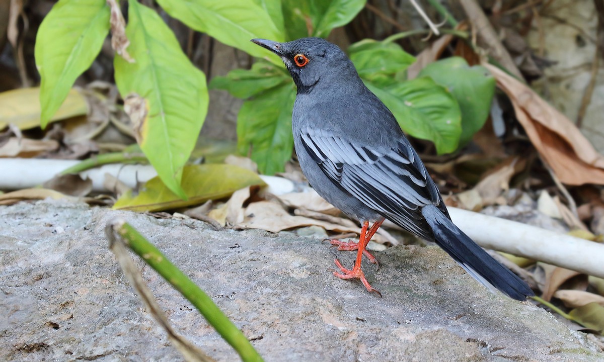 Red-legged Thrush - ML620279381