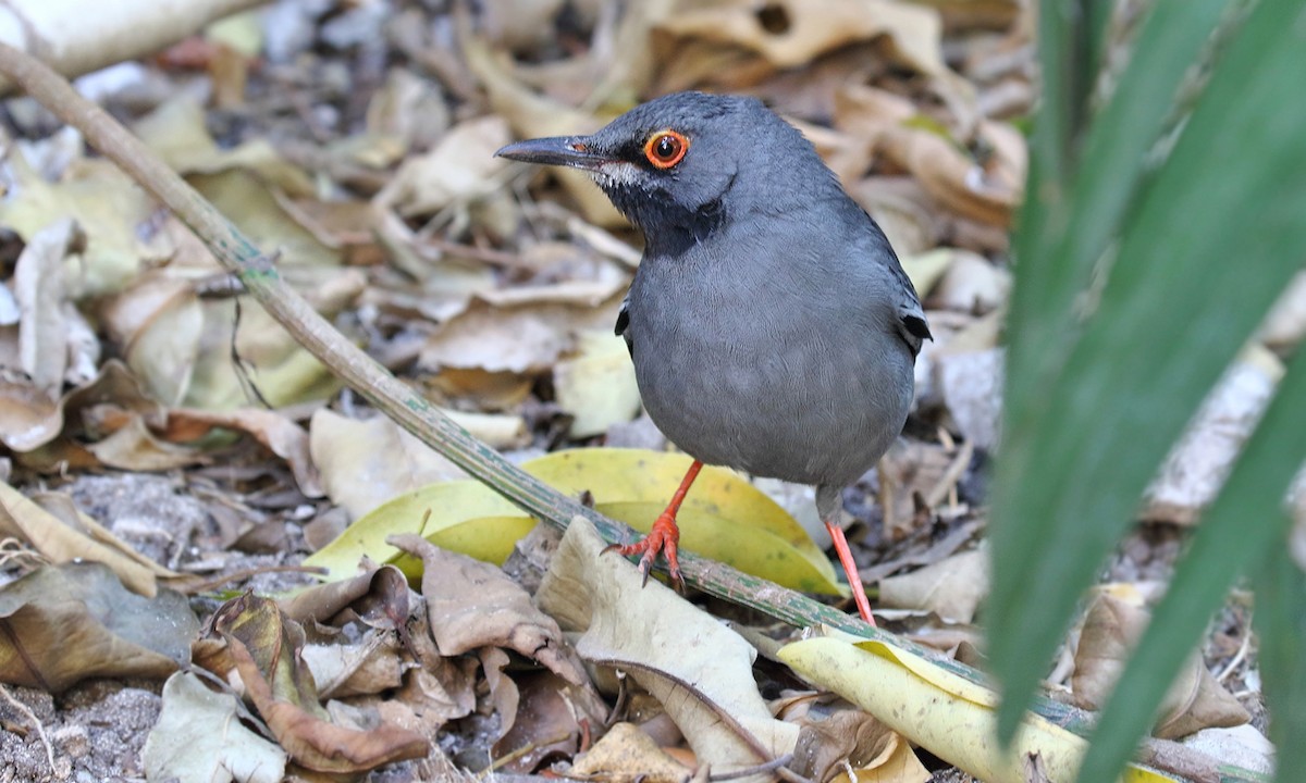 Red-legged Thrush - ML620279382