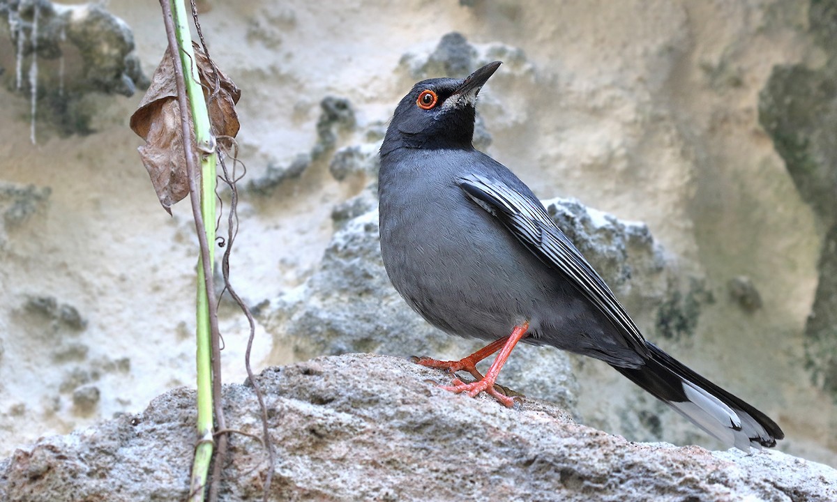 Red-legged Thrush - ML620279383