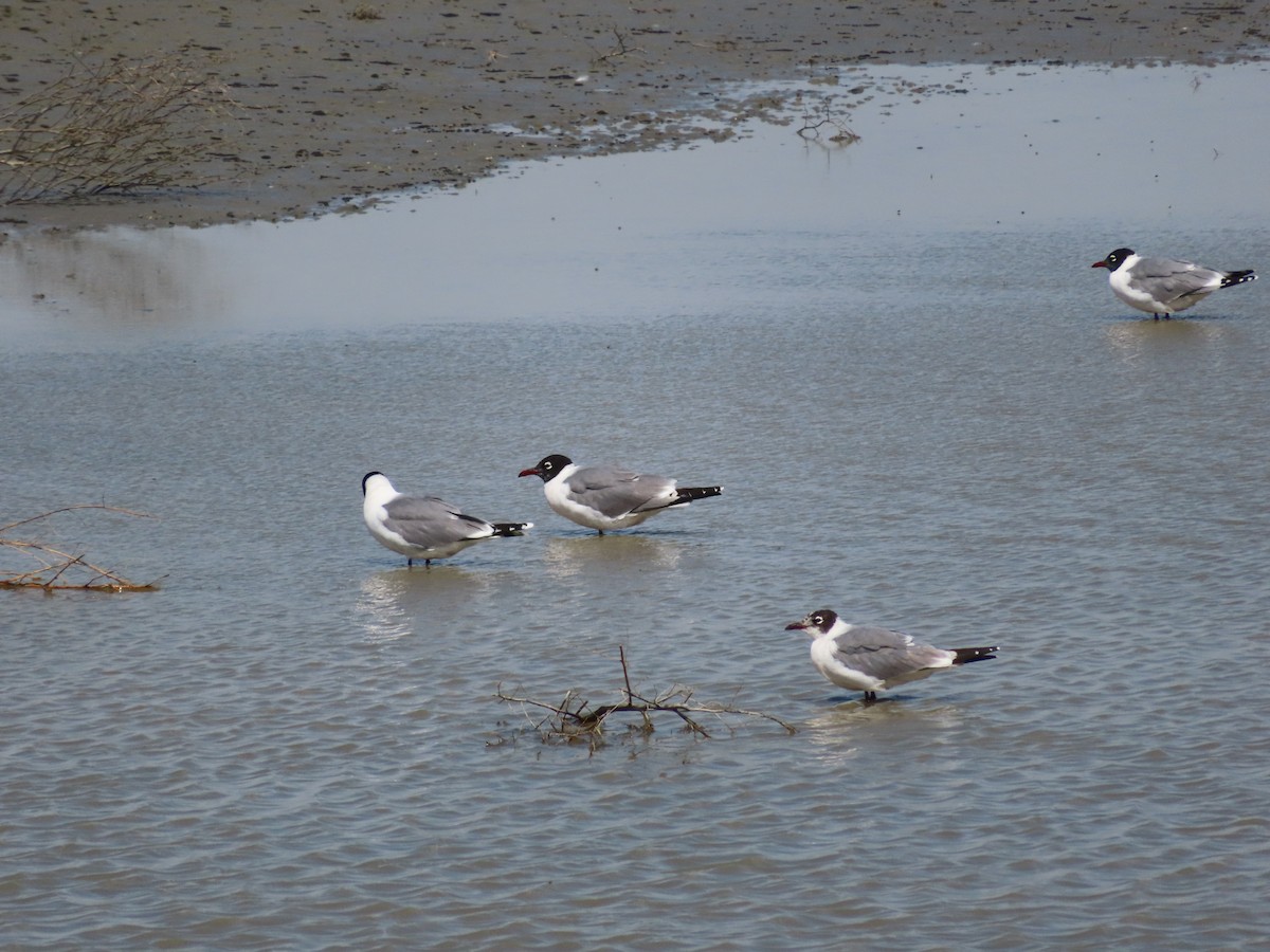 Franklin's Gull - ML620279388