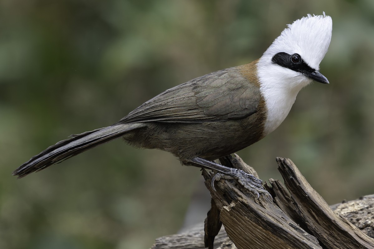 White-crested Laughingthrush - ML620279392