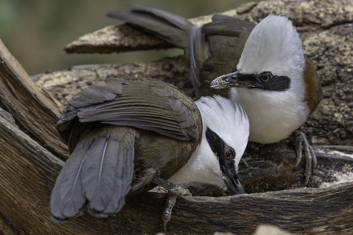 White-crested Laughingthrush - ML620279394