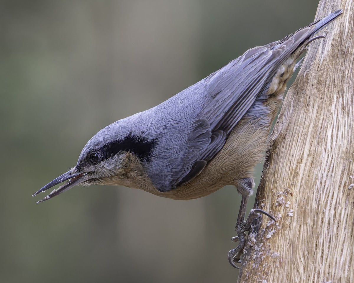 Chestnut-bellied Nuthatch - ML620279408