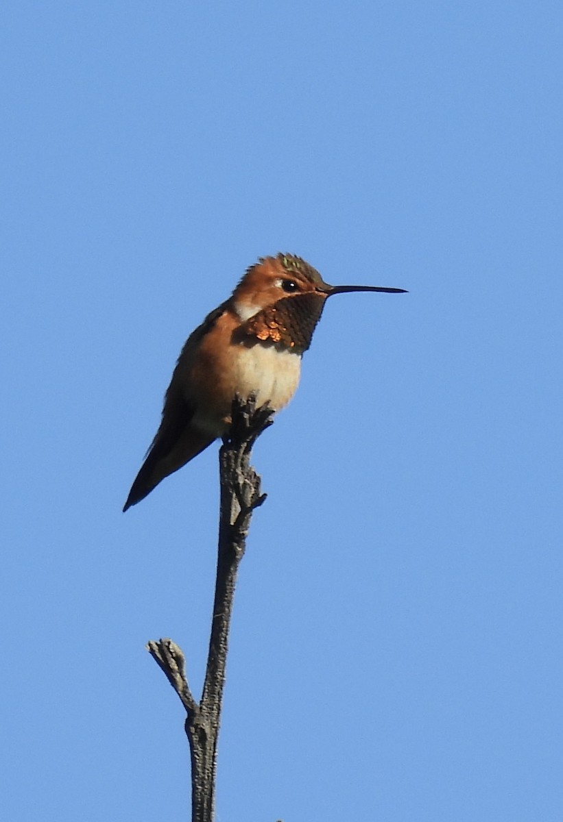 Rufous Hummingbird - ML620279418