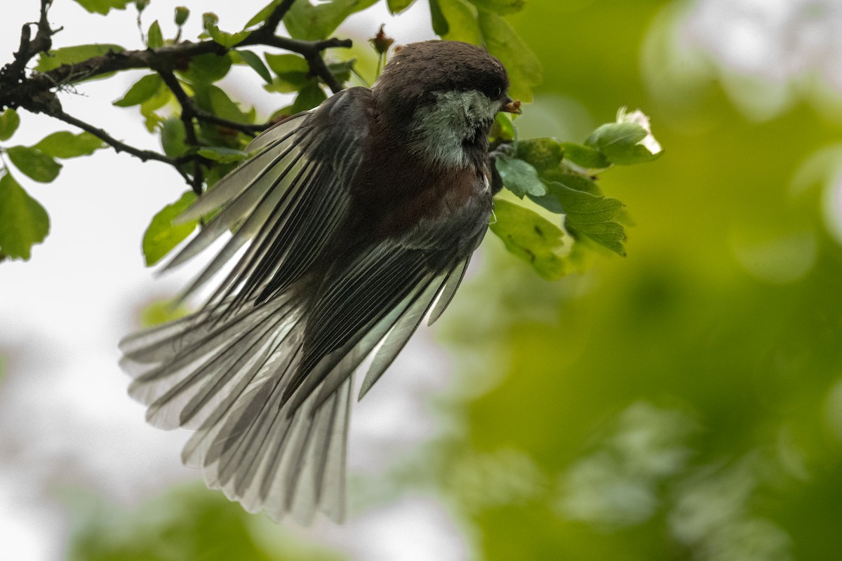 Chestnut-backed Chickadee - ML620279420