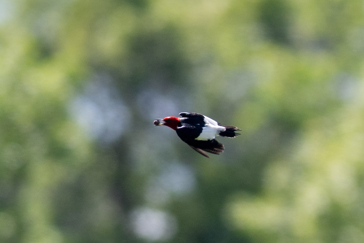 Red-headed Woodpecker - ML620279421