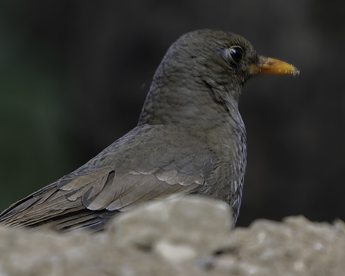 Gray-winged Blackbird - ML620279422