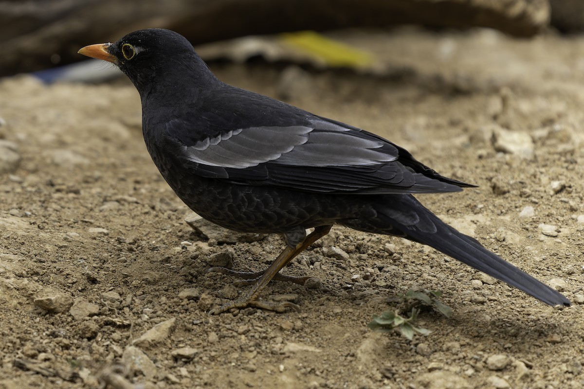 Gray-winged Blackbird - ML620279424