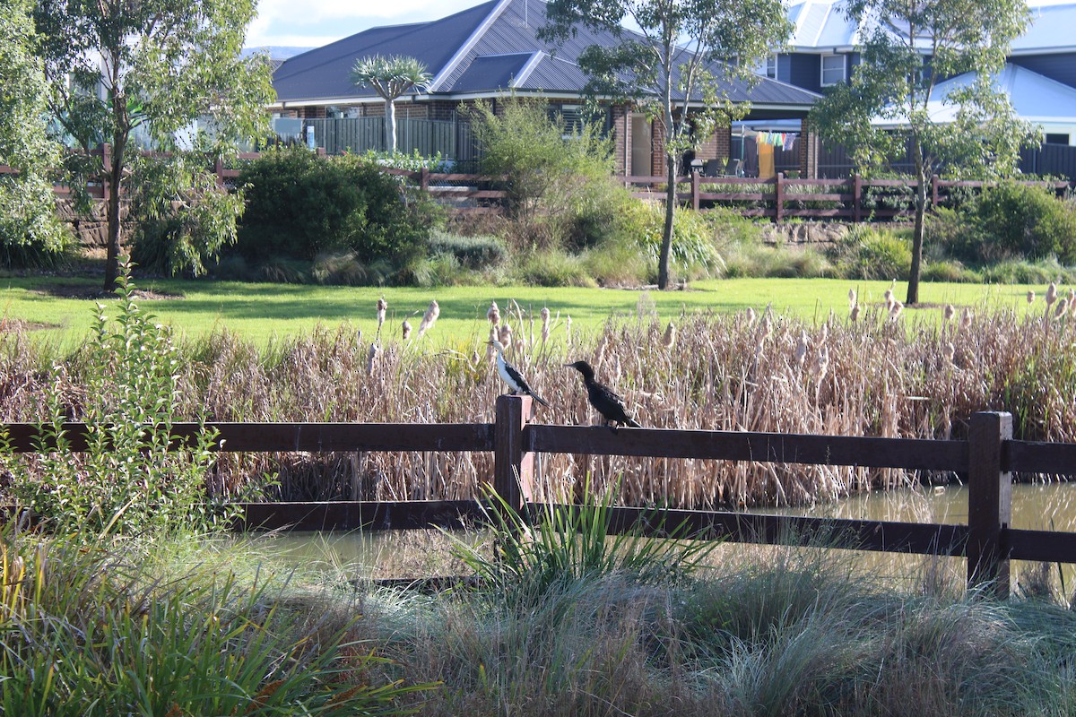 Little Pied Cormorant - ML620279425