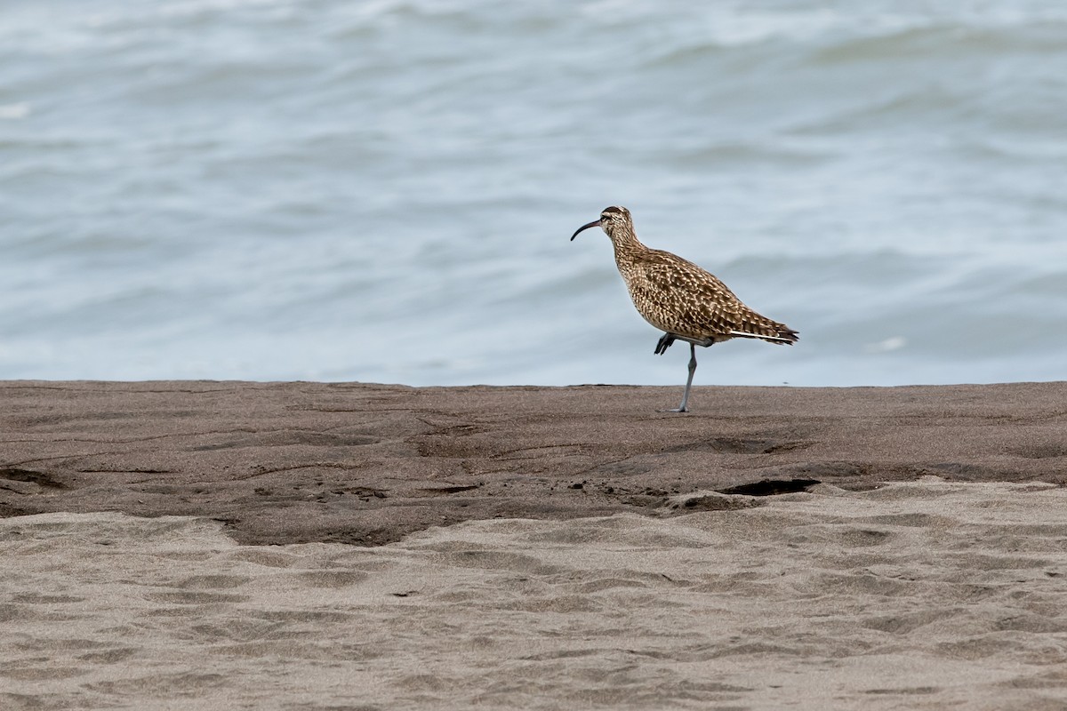 Regenbrachvogel - ML620279429