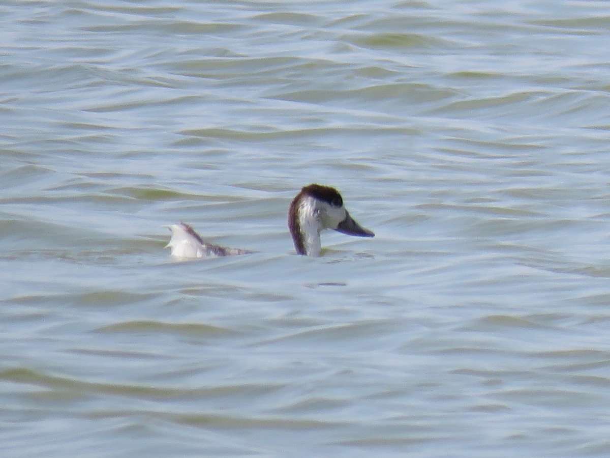 Common Shelduck - ML620279434