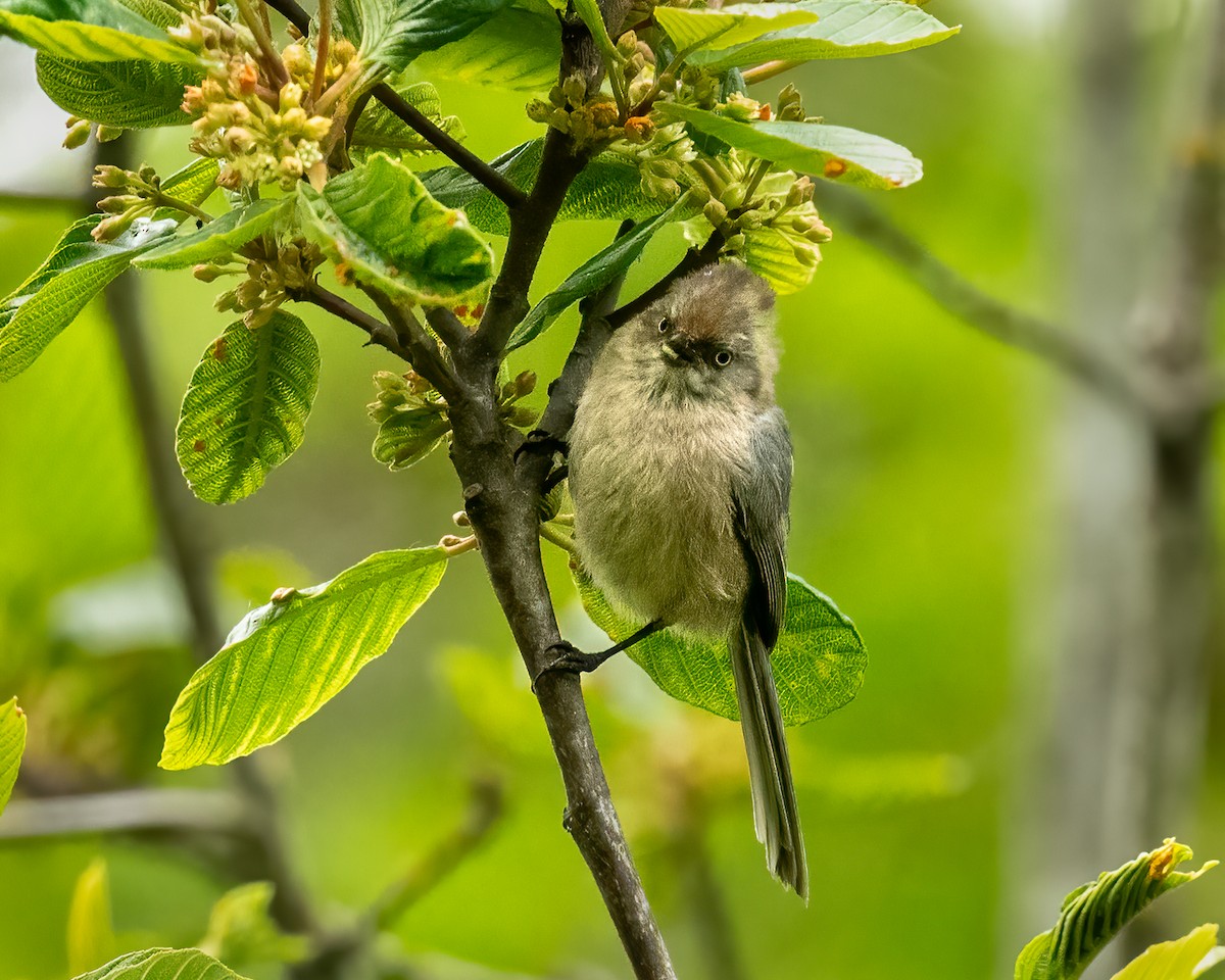 Bushtit - ML620279435