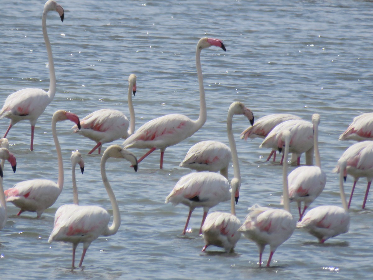 Greater Flamingo - ML620279442