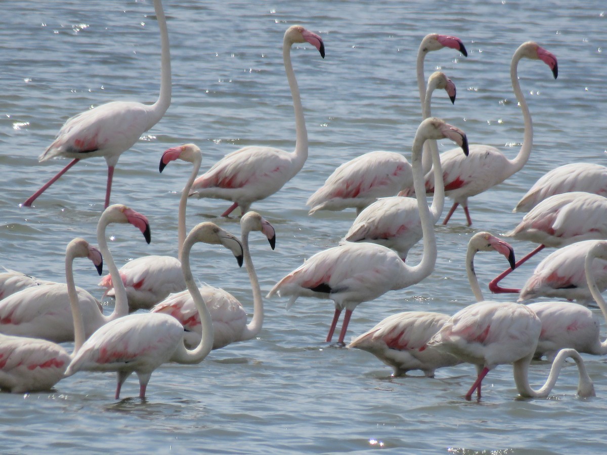 Greater Flamingo - ML620279443