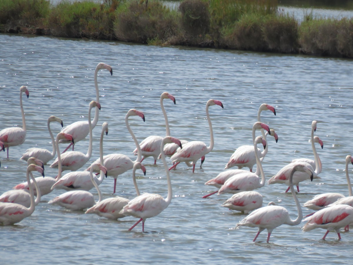 rosenflamingo - ML620279444