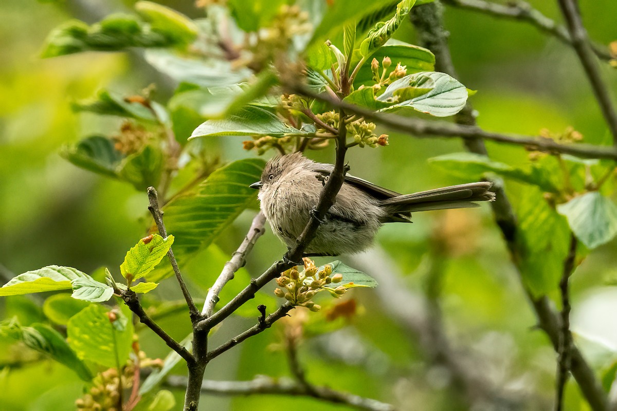 Bushtit - ML620279454