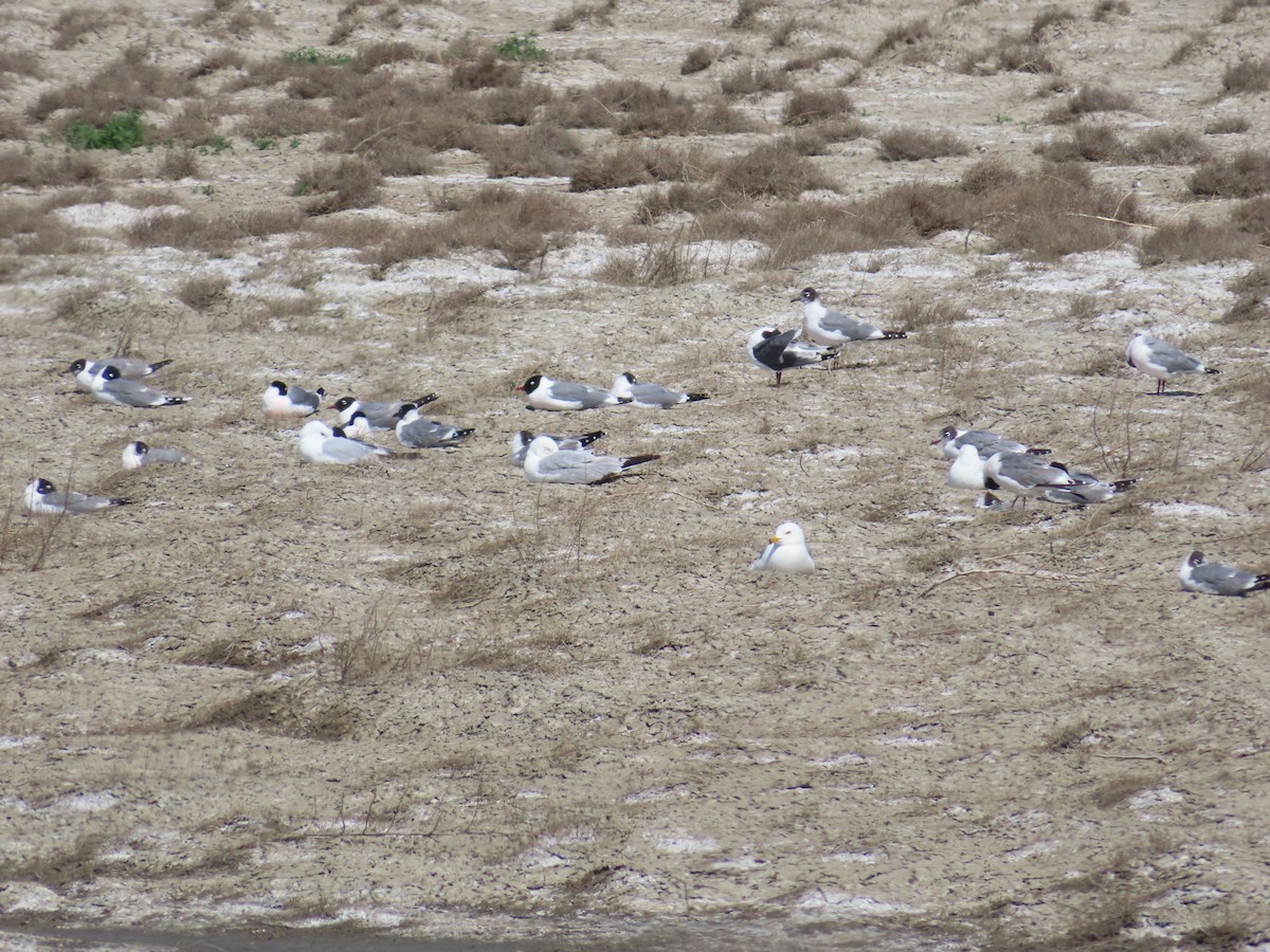 Franklin's Gull - ML620279457