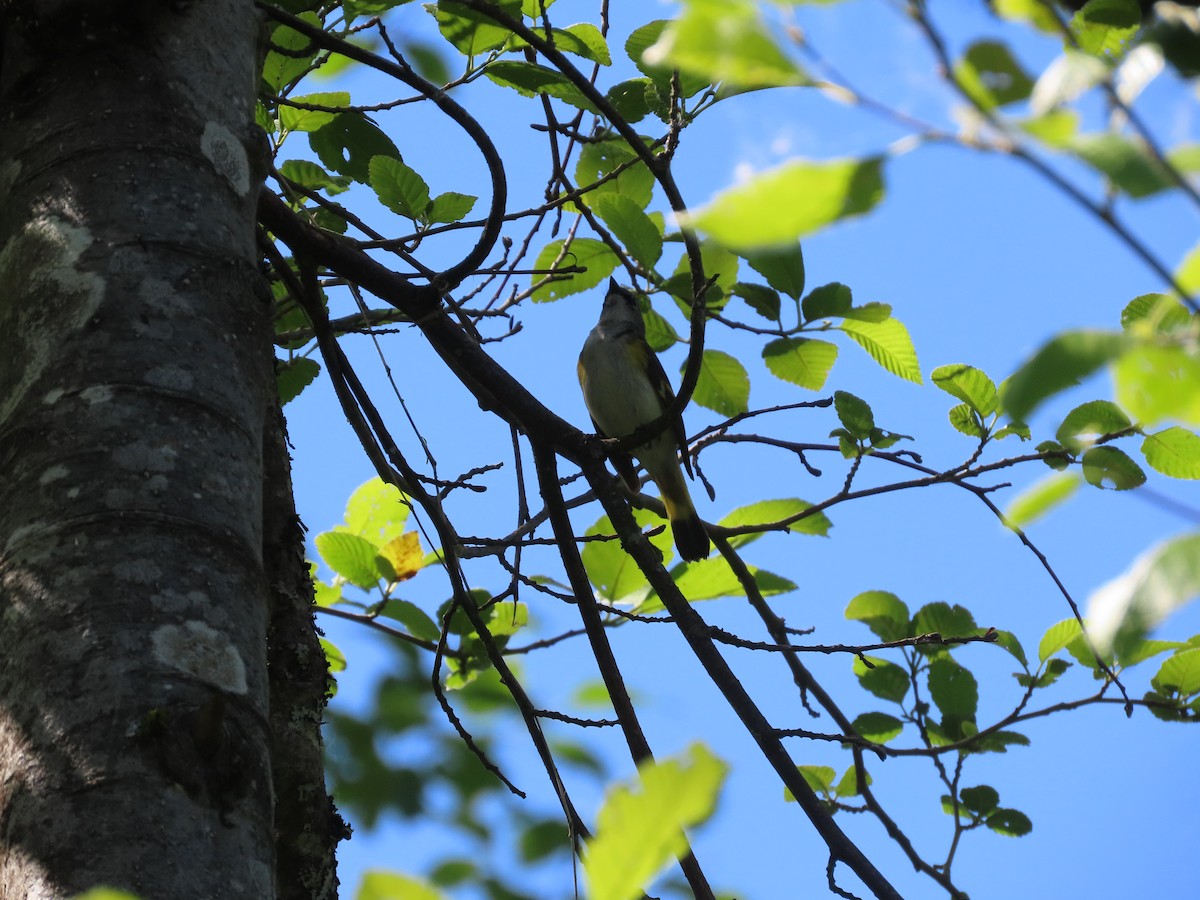 American Redstart - ML620279458