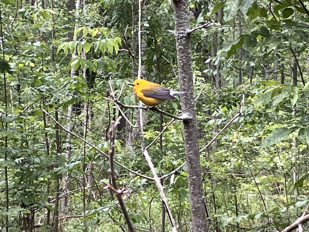 Prothonotary Warbler - ML620279462