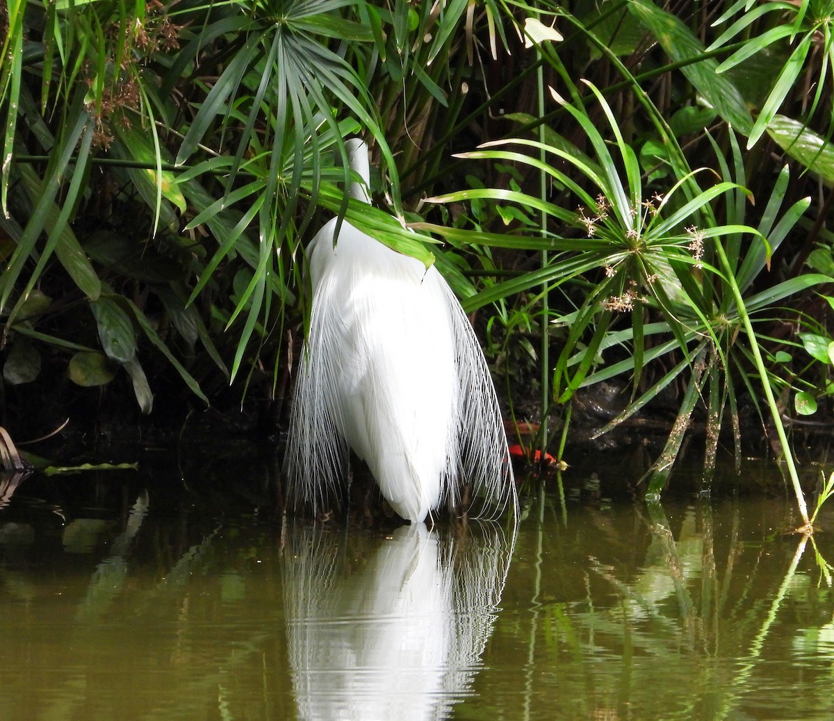 Great Egret - ML620279463