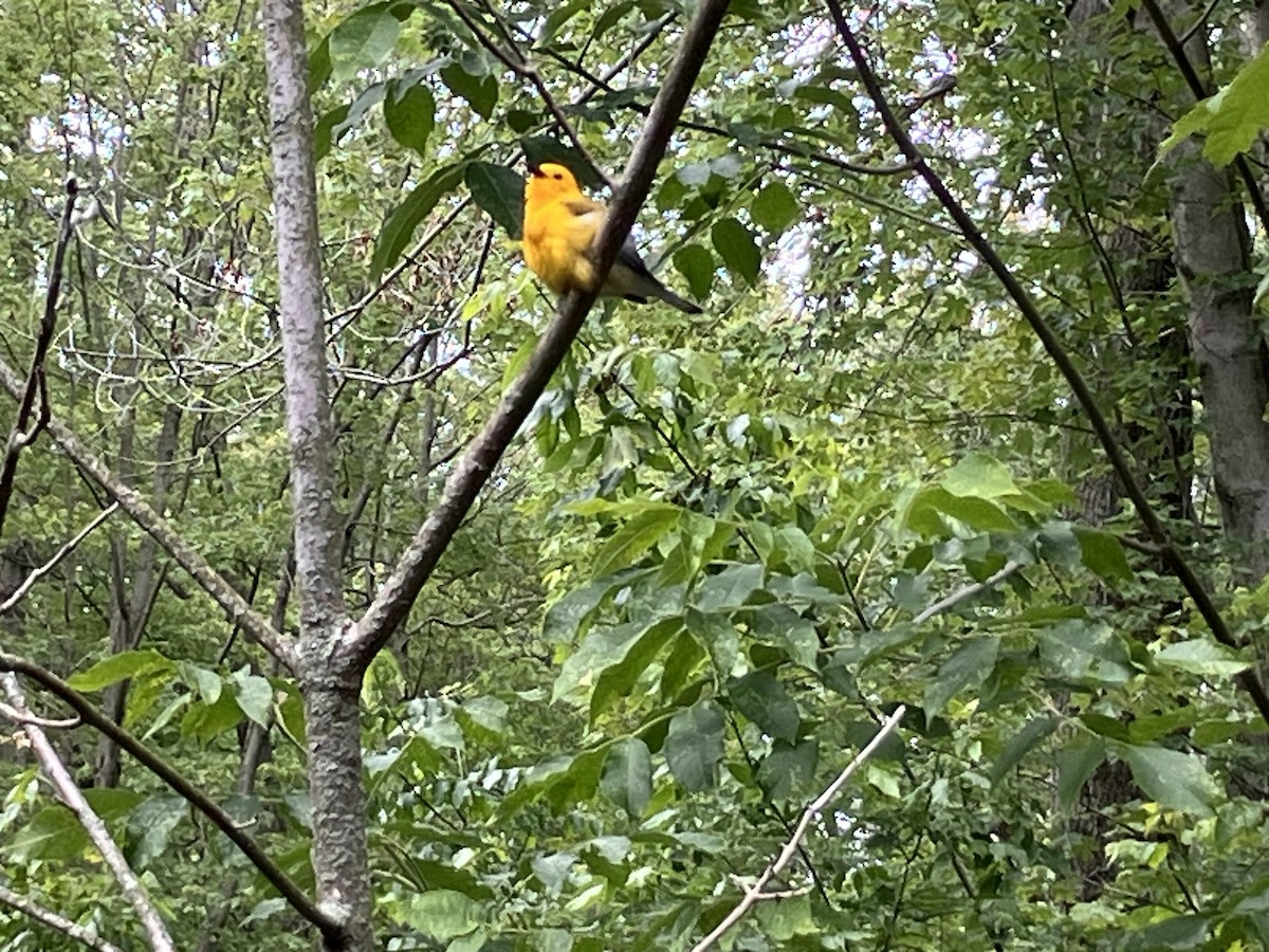 Prothonotary Warbler - ML620279465