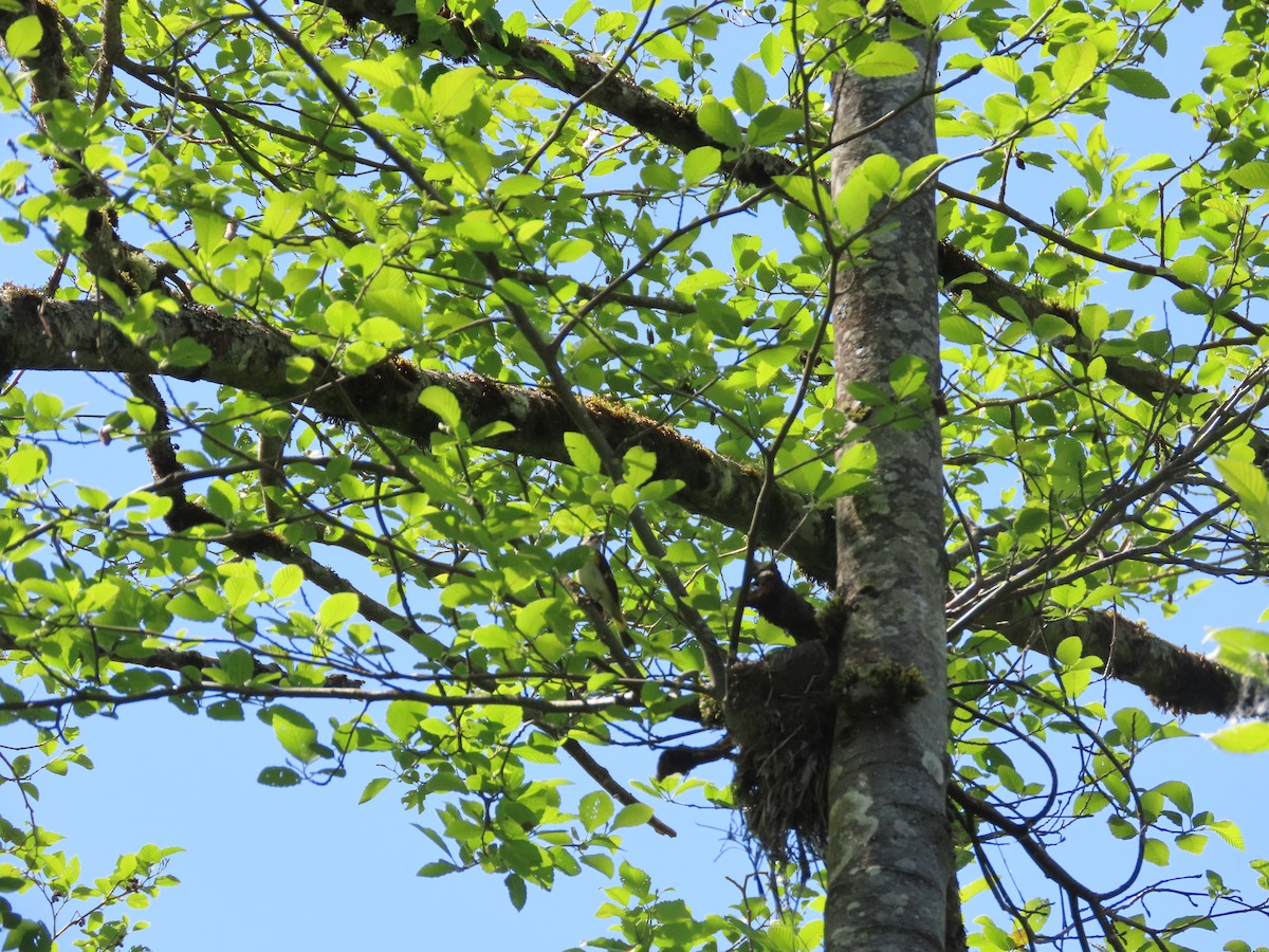 American Redstart - ML620279466