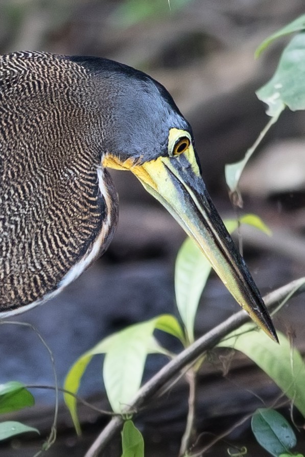 Bare-throated Tiger-Heron - ML620279467