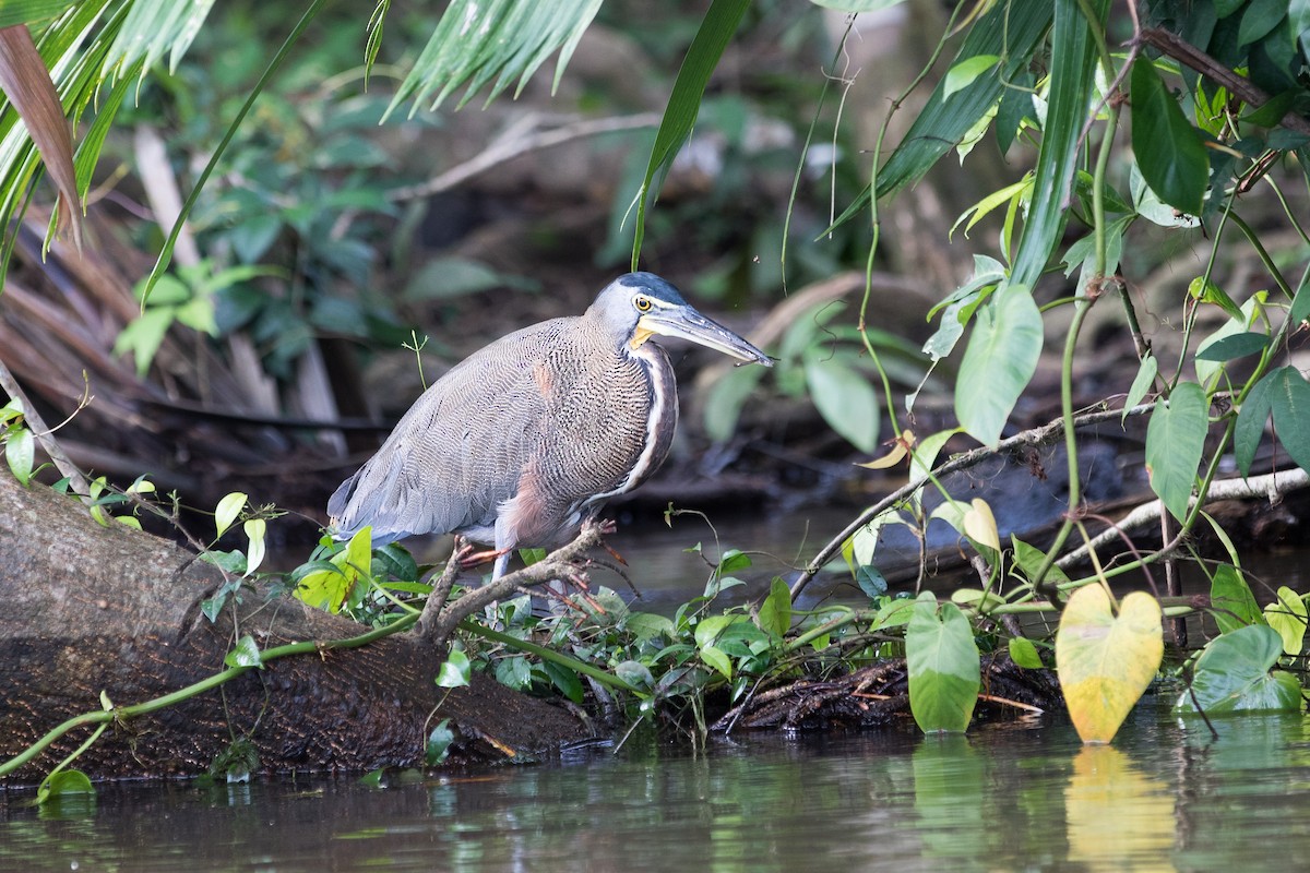 Bare-throated Tiger-Heron - ML620279469