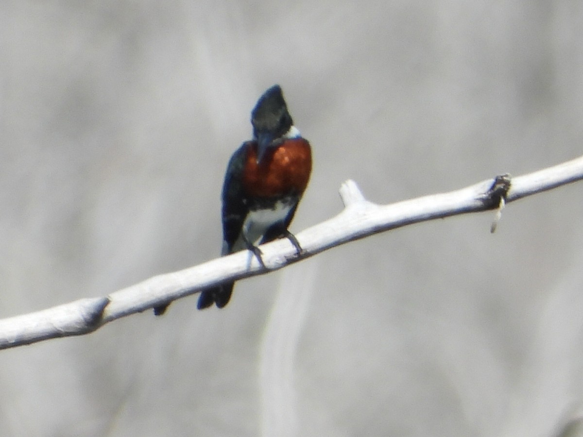 Green Kingfisher - ML620279478