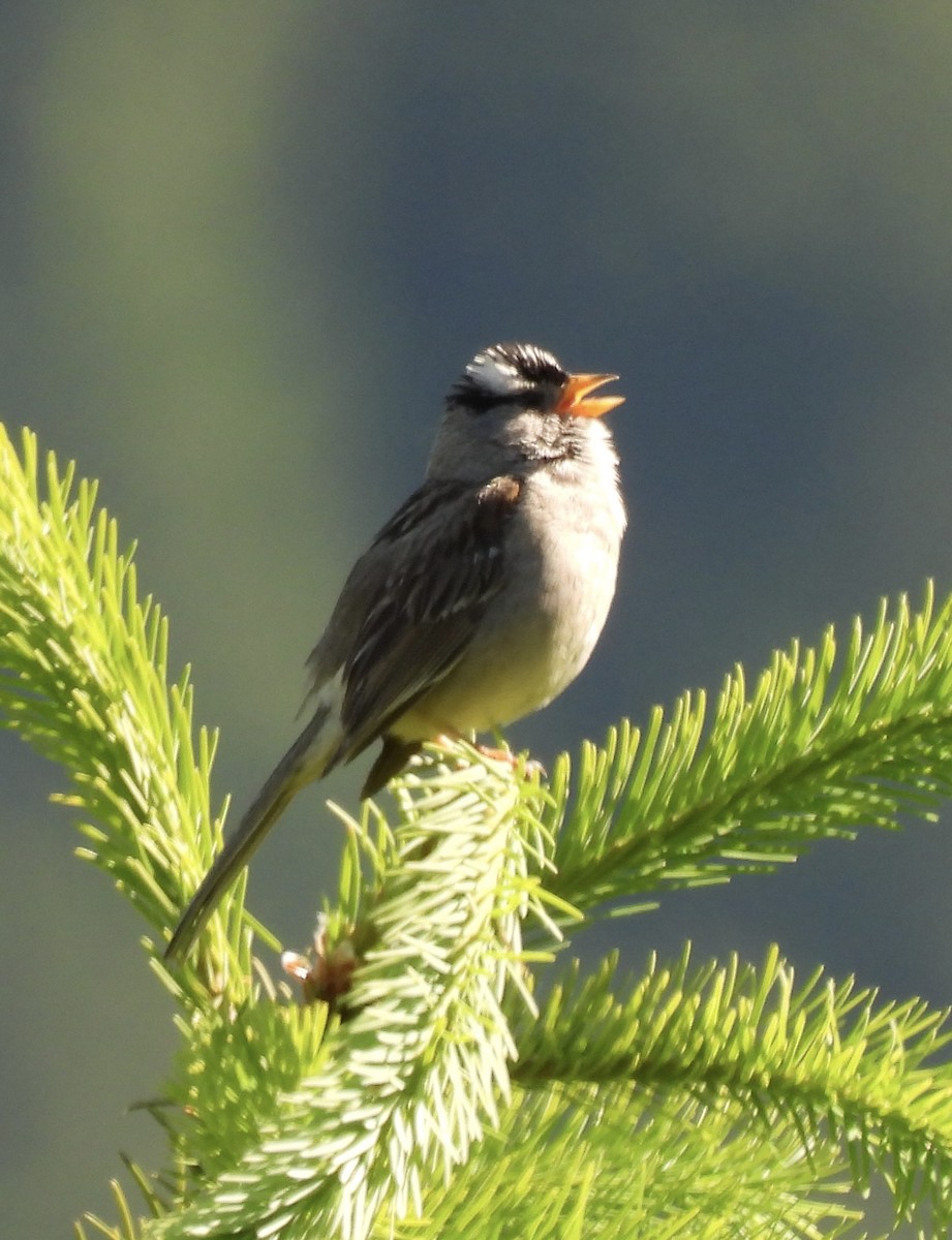 White-crowned Sparrow - ML620279499