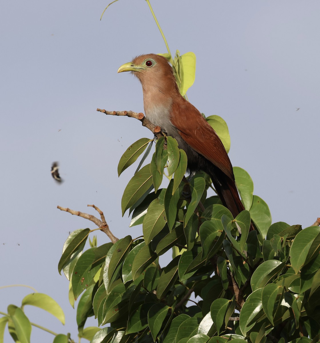 Squirrel Cuckoo - ML620279512