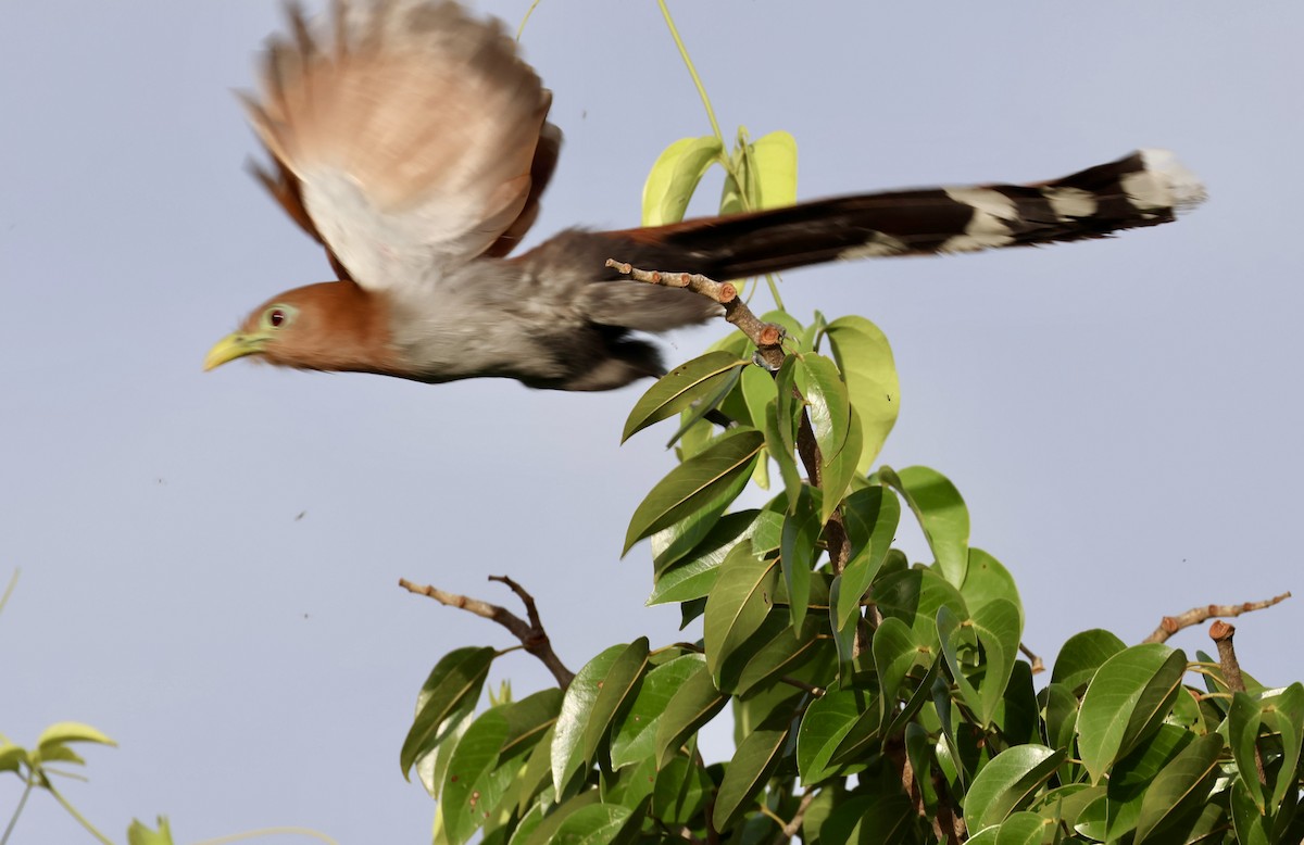 Squirrel Cuckoo - ML620279516