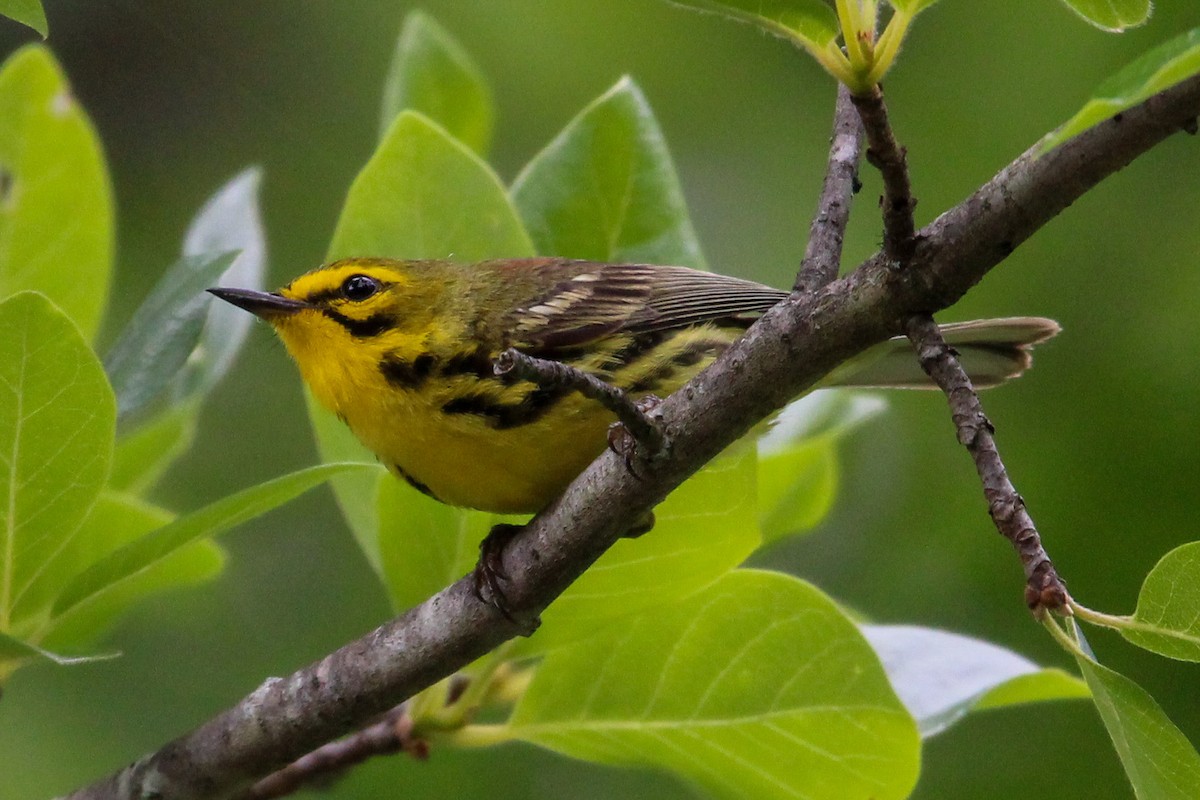 Prairie Warbler - ML620279517