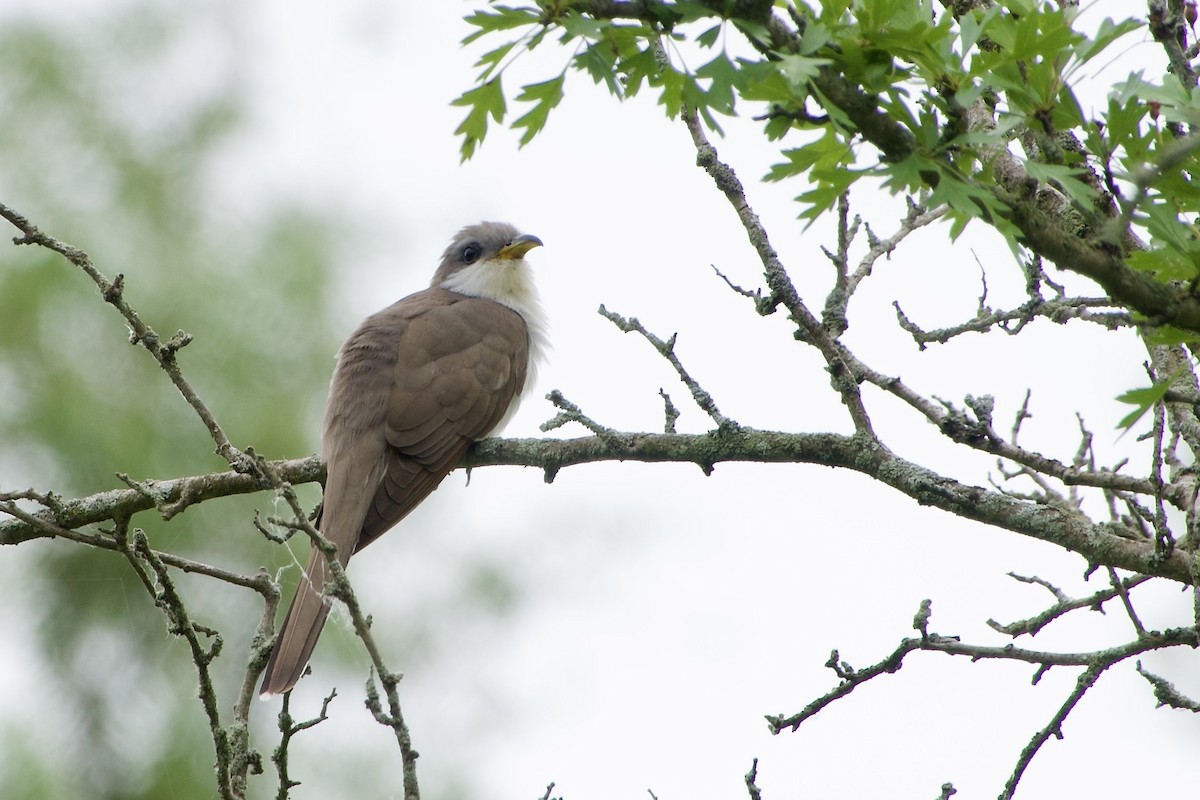 Yellow-billed Cuckoo - ML620279521