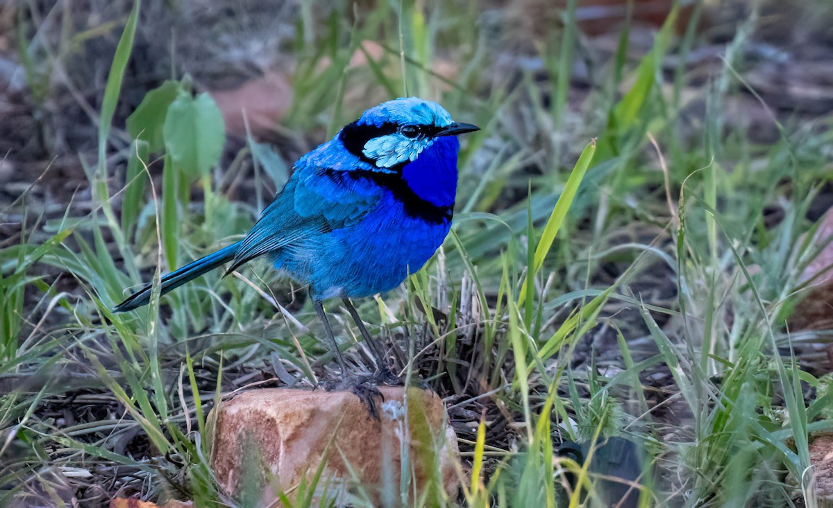 Splendid Fairywren - ML620279533