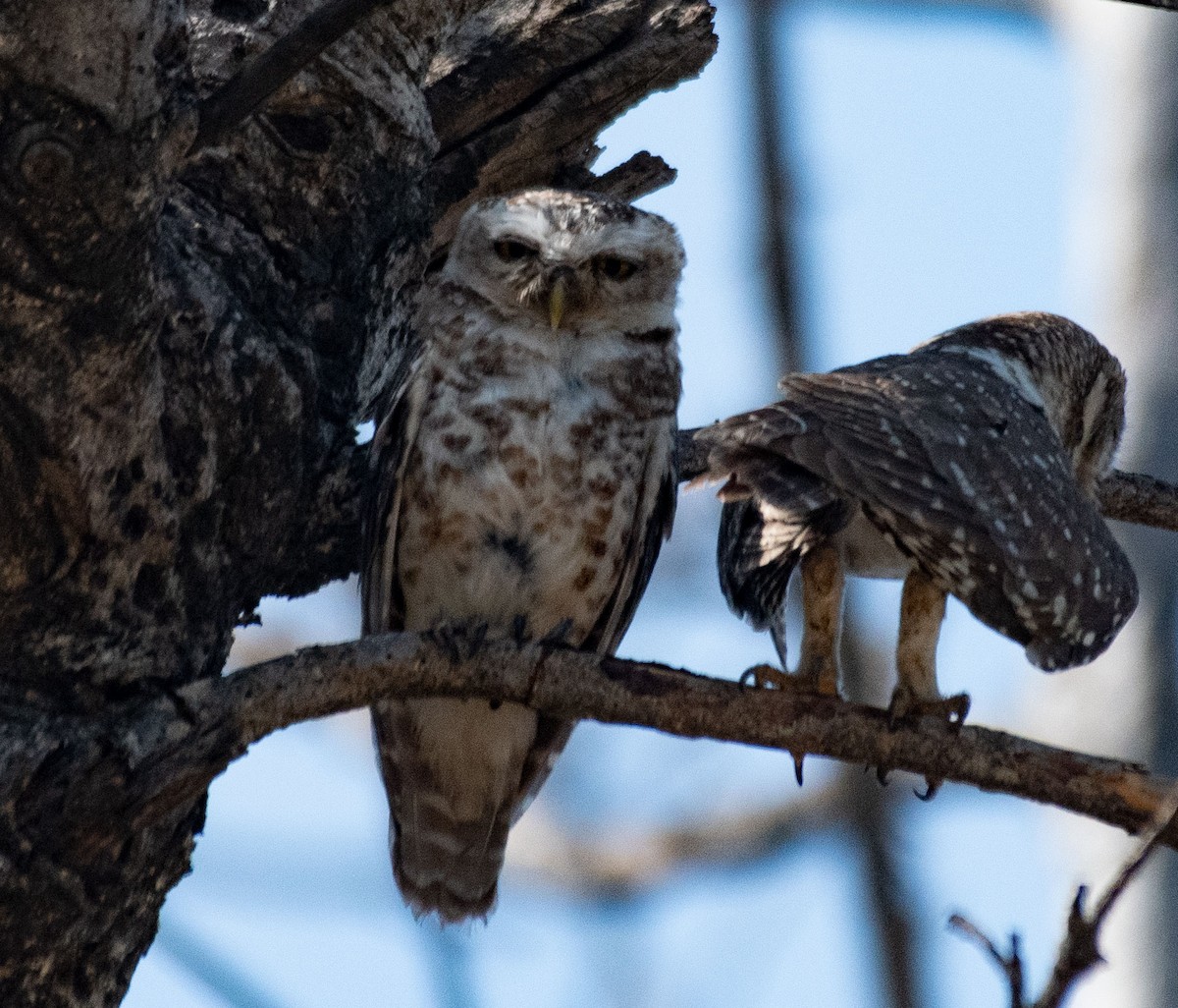 Spotted Owlet - ML620279537