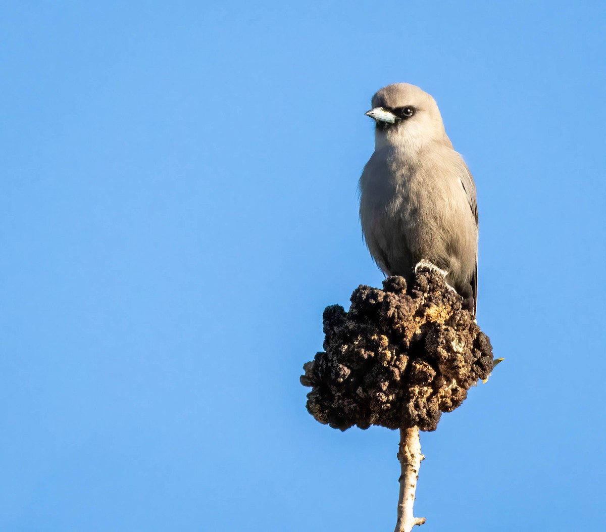 Black-faced Woodswallow (Black-vented) - ML620279538
