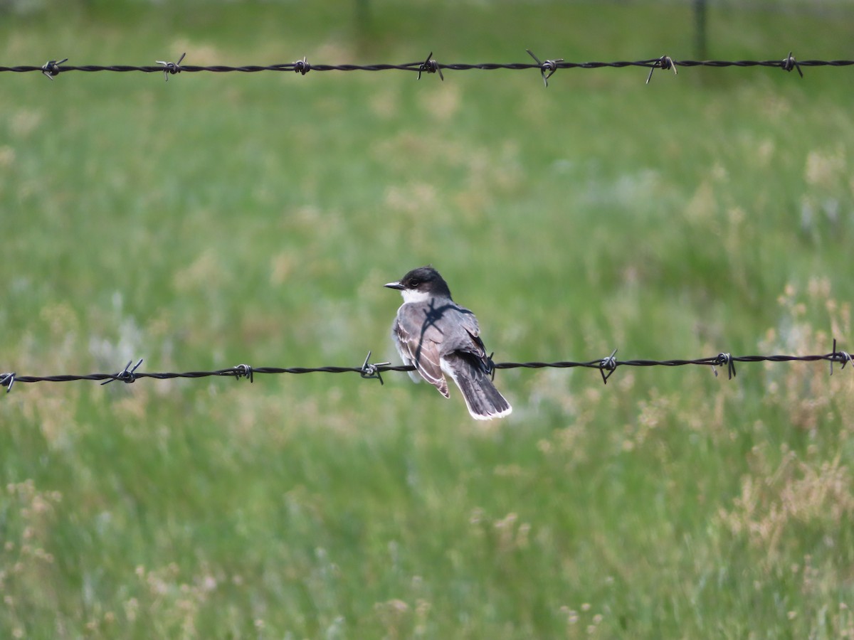 Eastern Kingbird - ML620279540