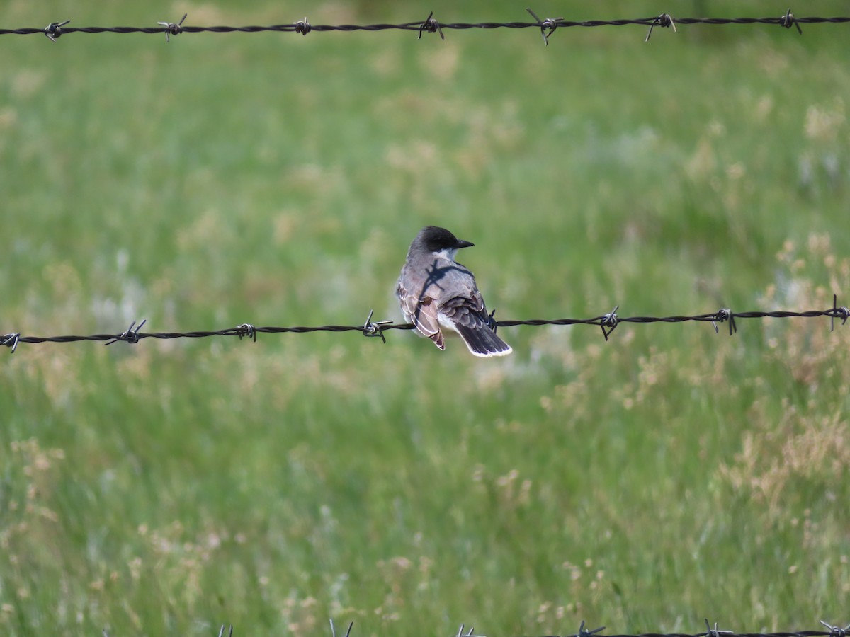 Eastern Kingbird - ML620279544