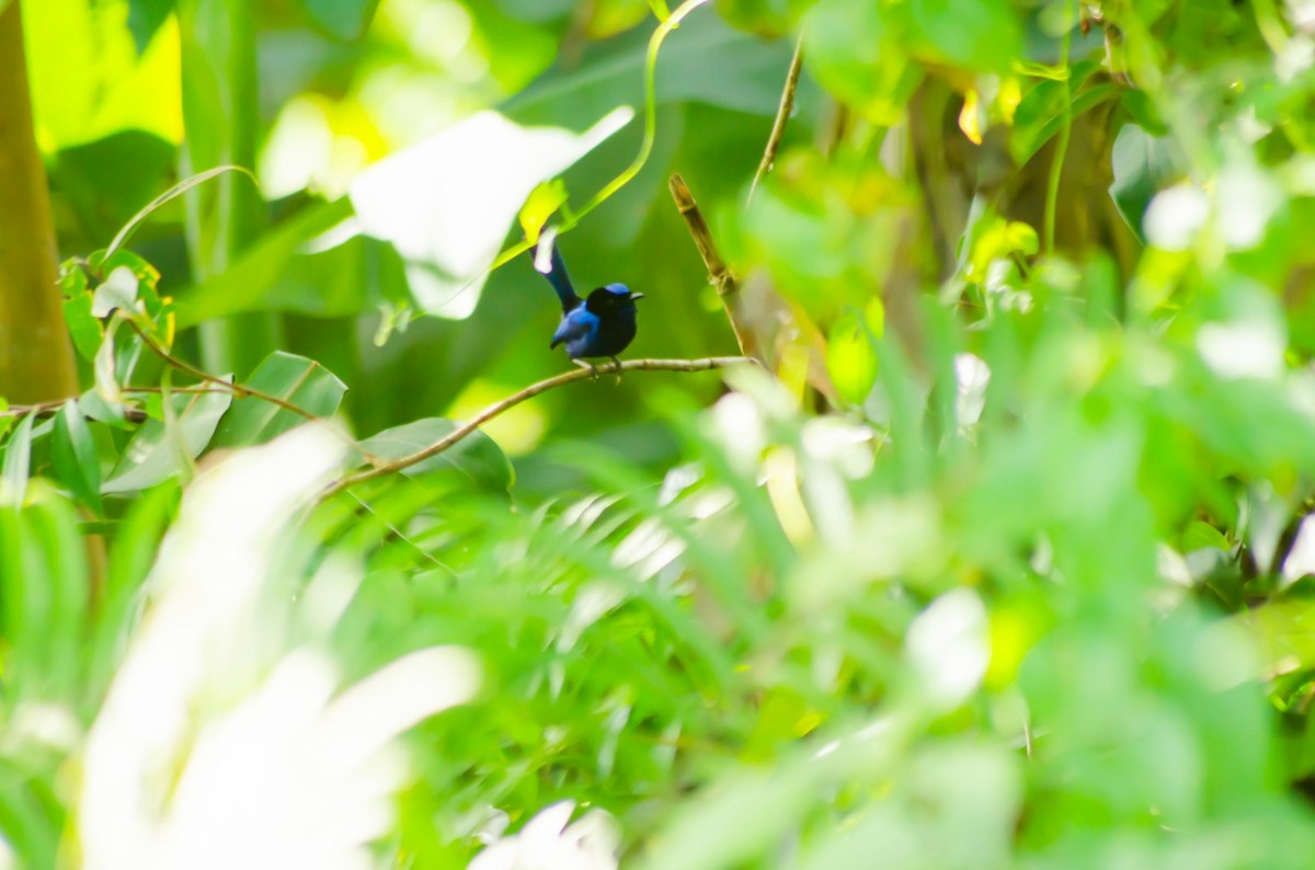 Emperor Fairywren - ML620279558