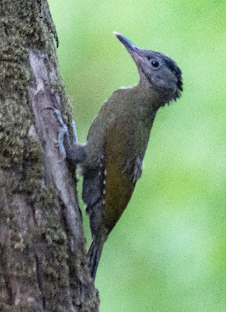 Gray-headed Woodpecker - ML620279563