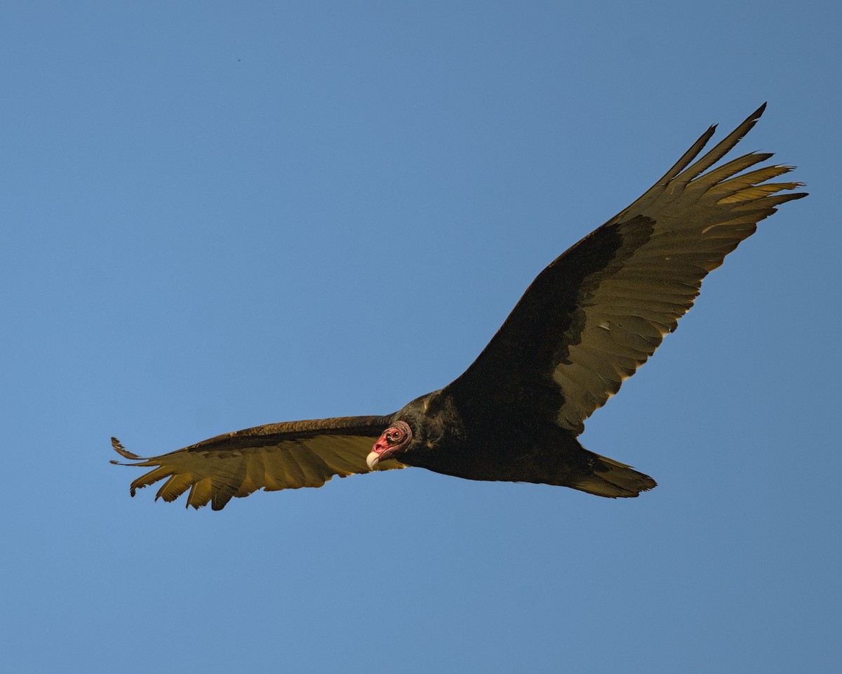 Turkey Vulture - ML620279566