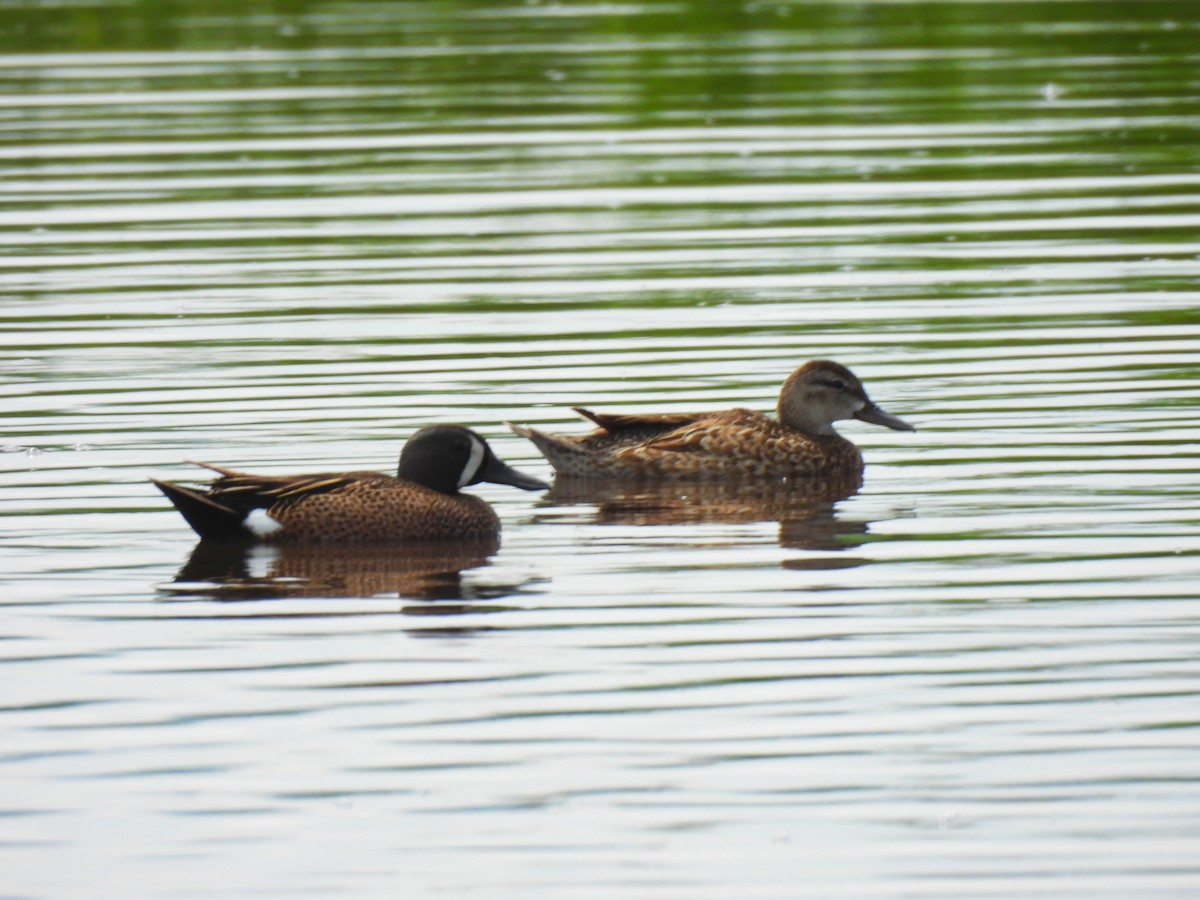 Blue-winged Teal - ML620279567