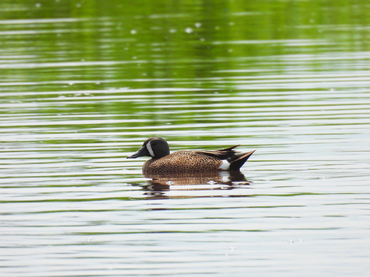 Blue-winged Teal - ML620279568