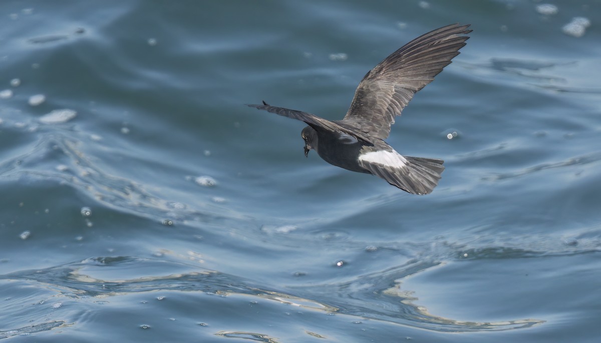 European Storm-Petrel - ML620279570