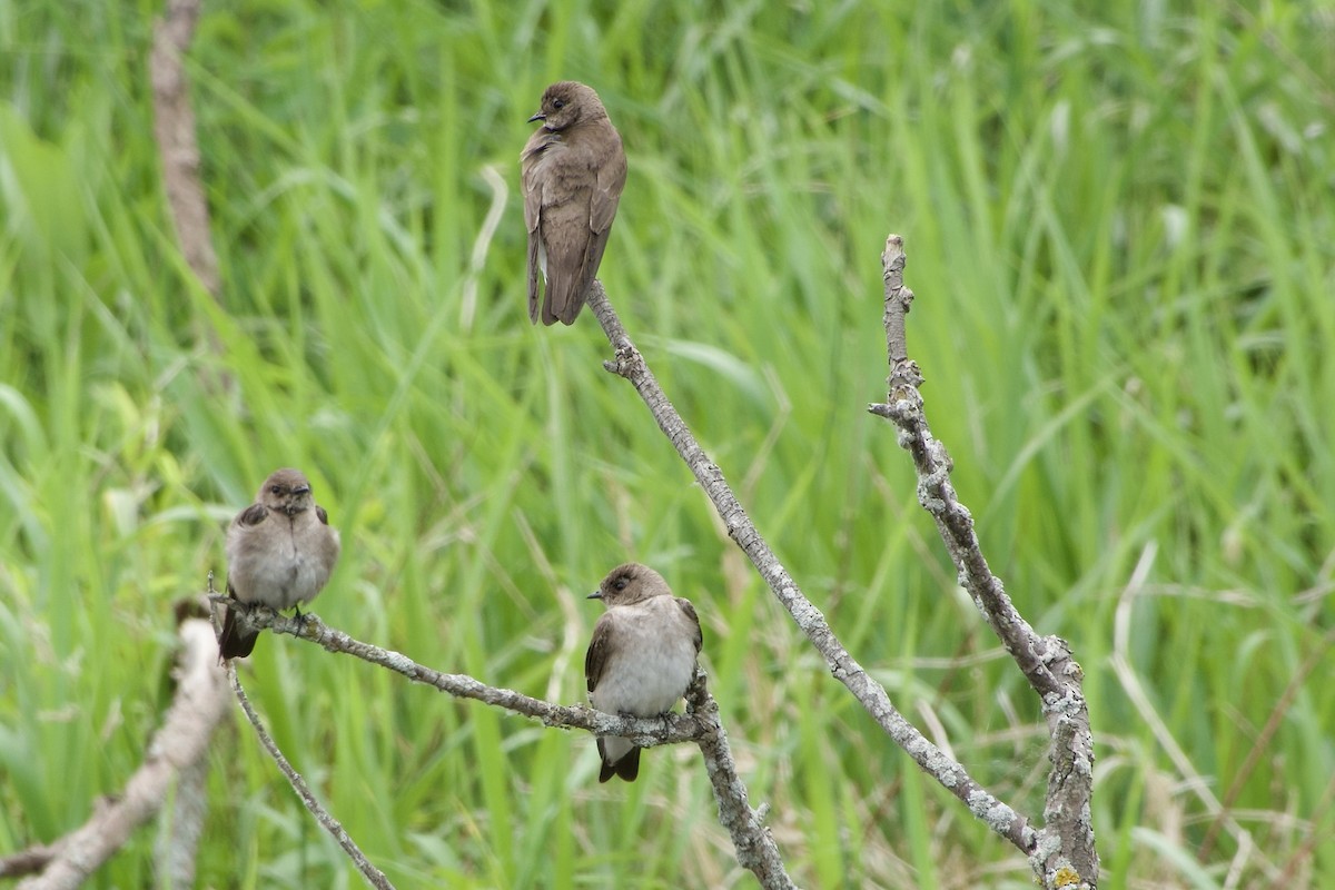 Northern Rough-winged Swallow - ML620279573