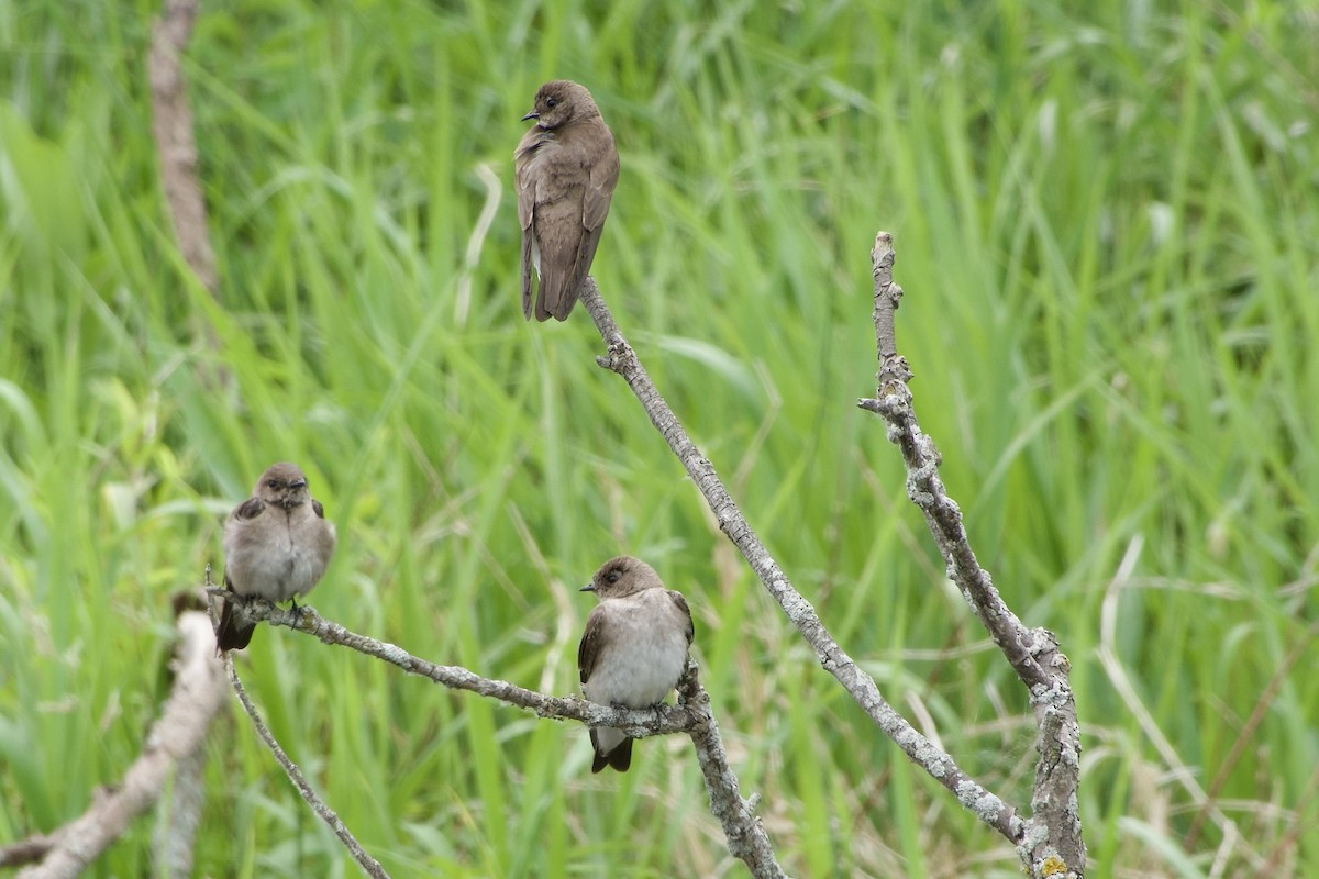 Hirondelle à ailes hérissées - ML620279573