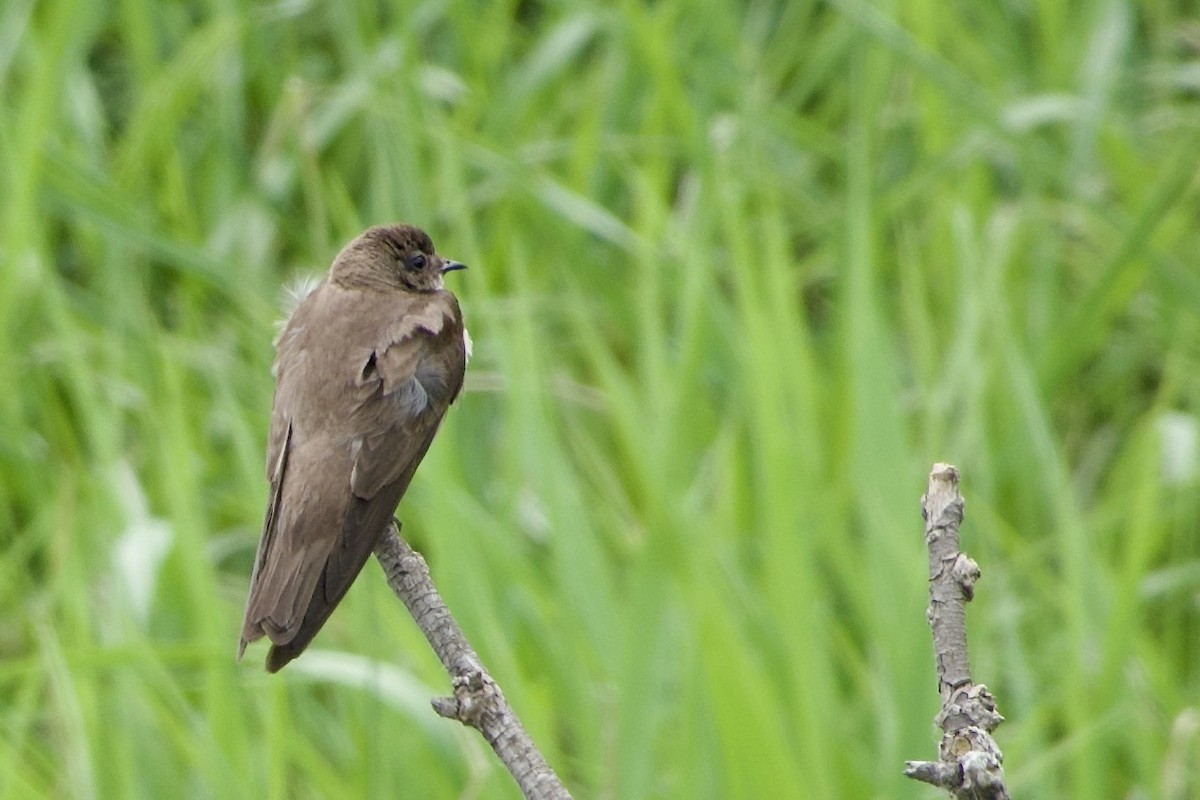 Northern Rough-winged Swallow - ML620279575