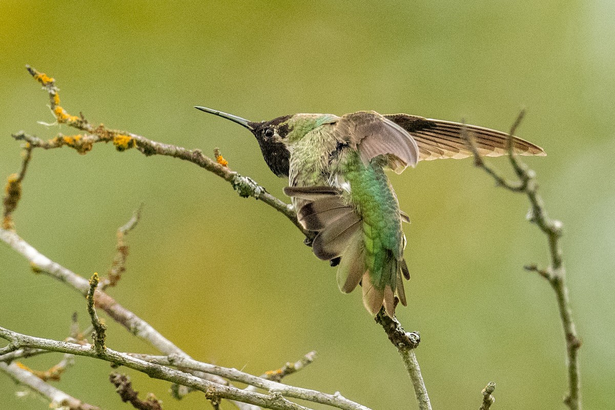 rødmaskekolibri - ML620279576